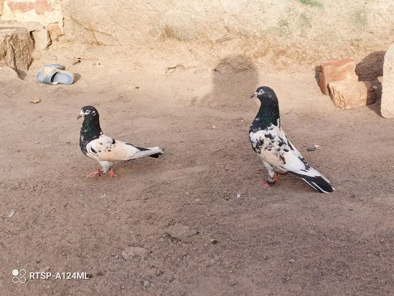 فروش فوری|پرنده|بزمان, |دیوار