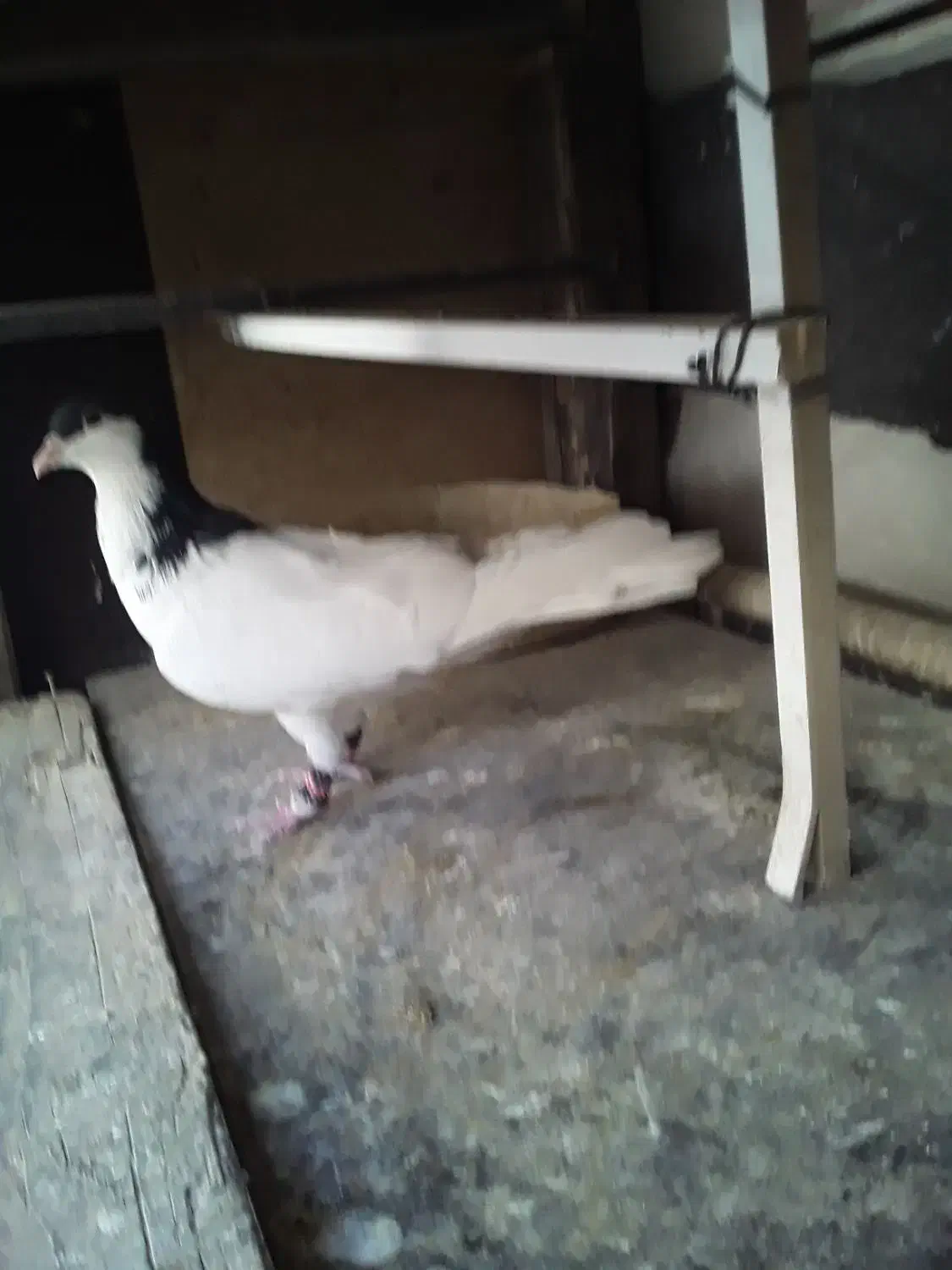 کبوتر شصتی سیاه|پرنده|اقبالیه, |دیوار