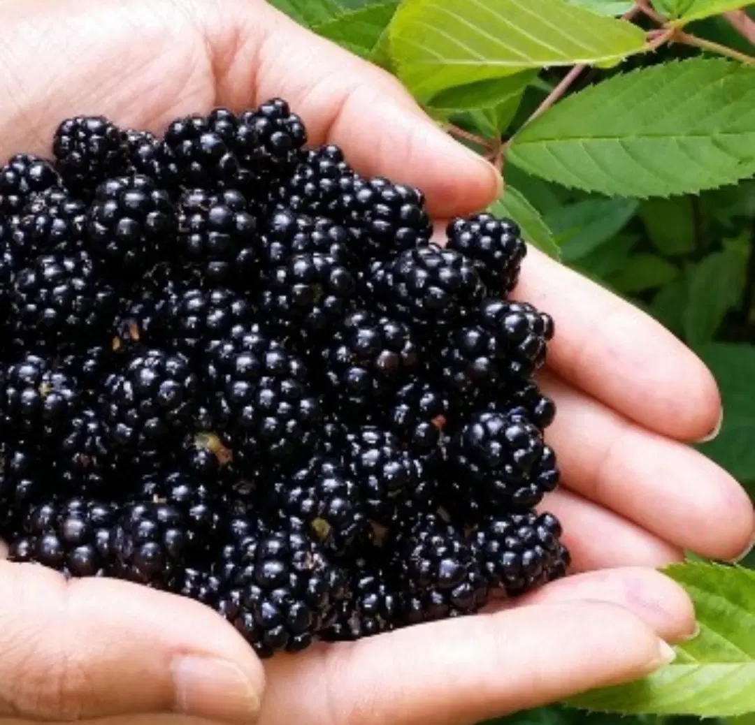 تمشک|خوردنی و آشامیدنی|گالیکش, |دیوار