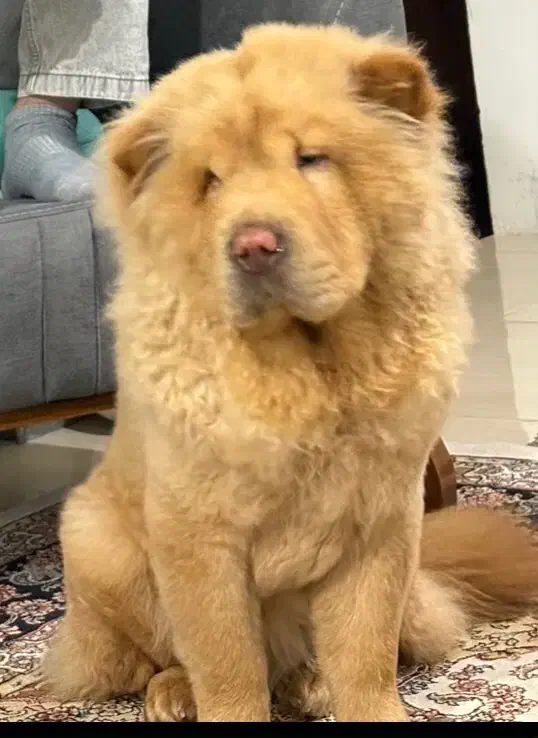 فروش سگ چائوچائو|سگ|ساری, |دیوار