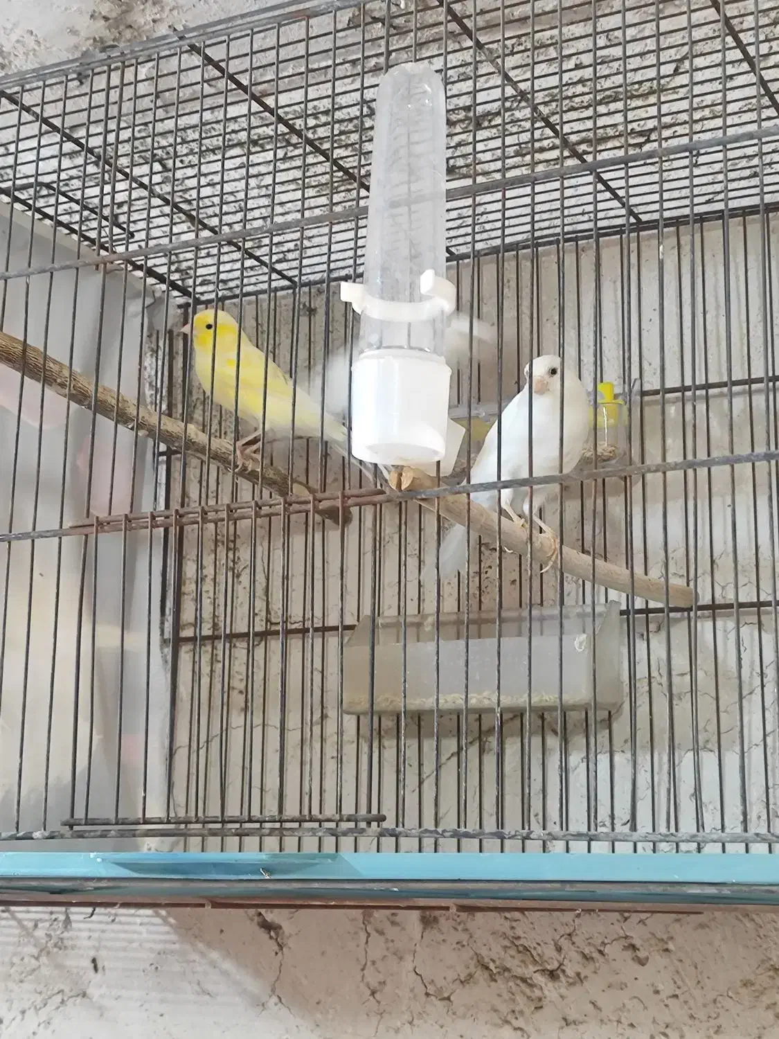 قناری ماده درجه یک سفید و طلایی|پرنده|خورموج, |دیوار