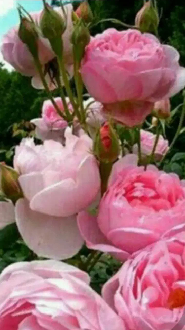 سم پاشی منزل باغبانی هرس نظافت اچارفرانس|خدمات نظافت|رشت, استقامت ۱|دیوار