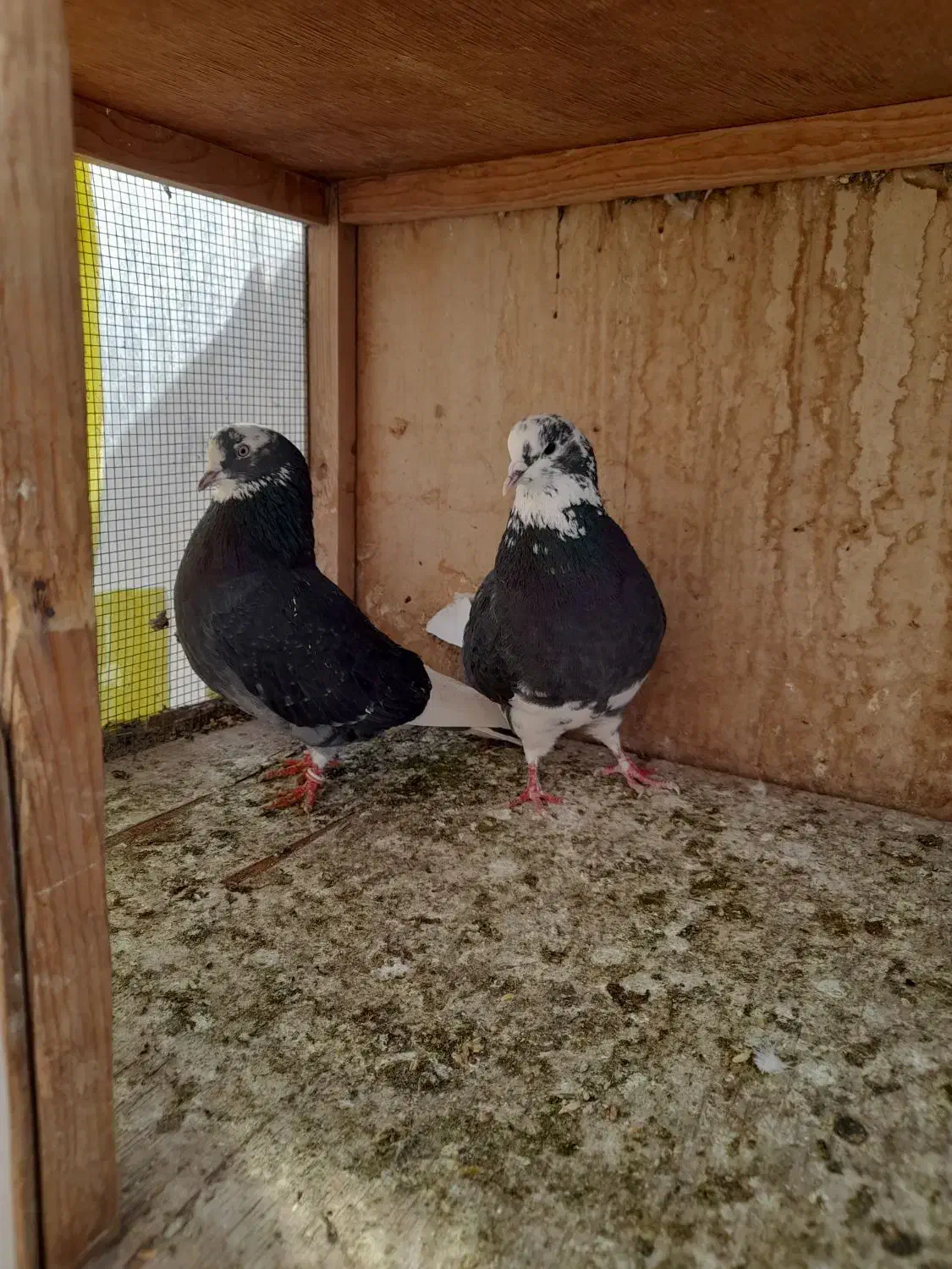 کفتر گرفتنی یه جا ۲۰۰|پرنده|تهران, امام زاده عبدالله|دیوار