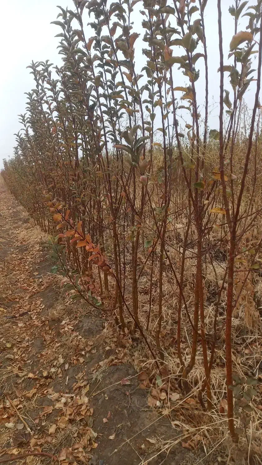 سه ساله درجه یک|گل و گیاه طبیعی|شاندیز, |دیوار