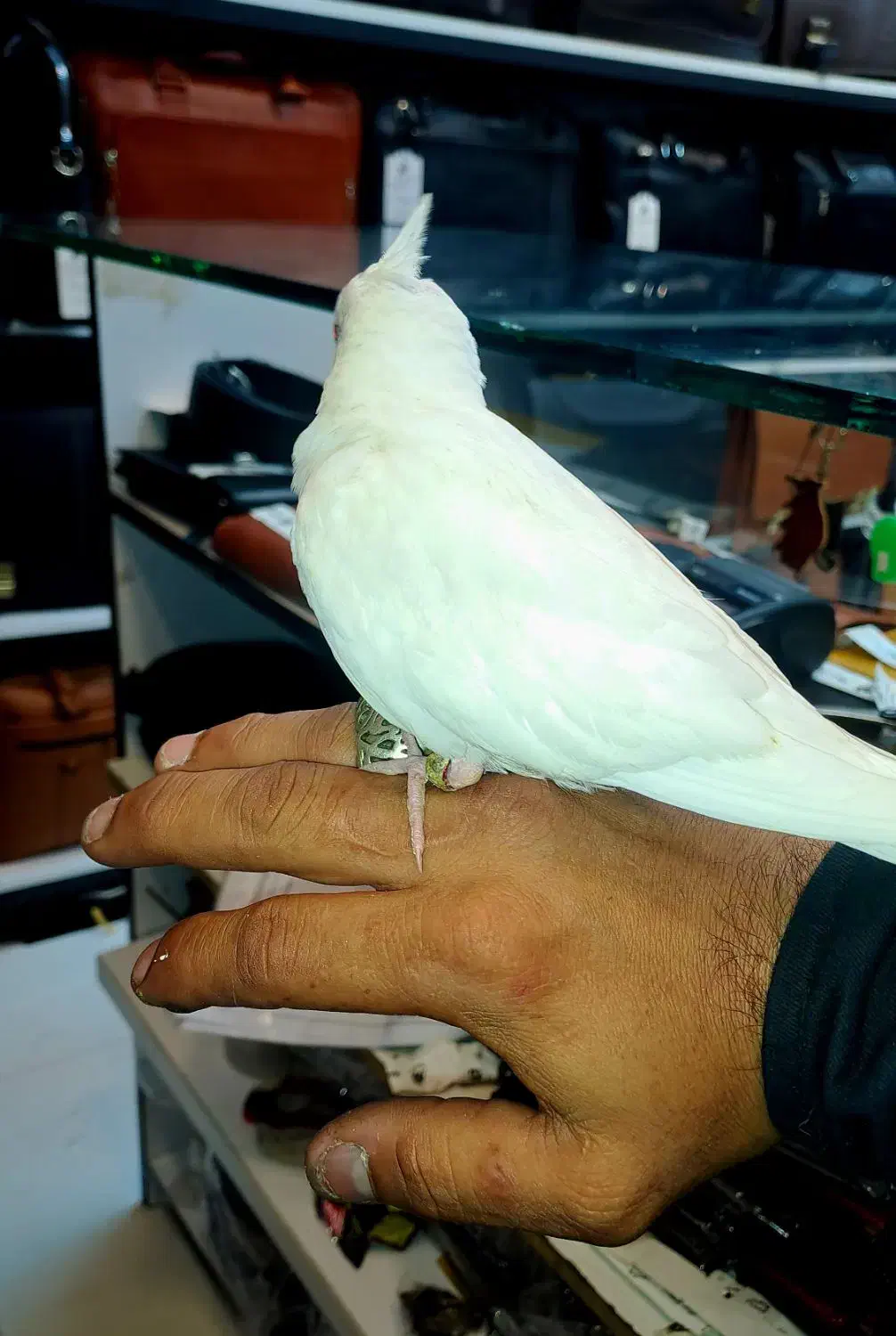 طوطی عروس هلندی البینو|پرنده|بندرعباس, |دیوار