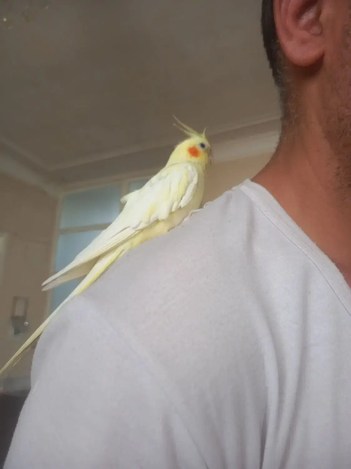 عروس هلندی|پرنده|ری, هاشمآباد|دیوار