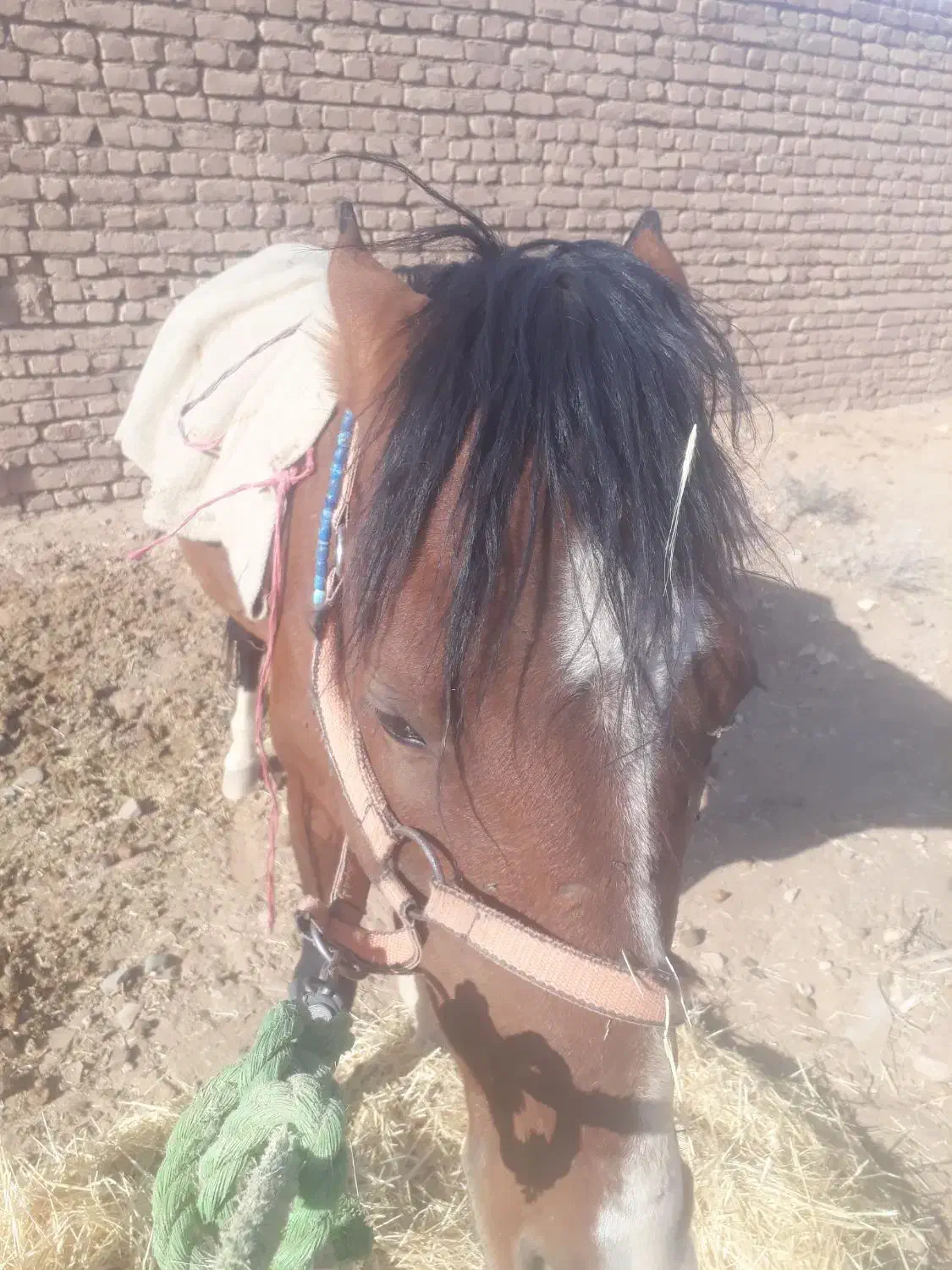 اسب|حیوانات مزرعه|سلامی, |دیوار