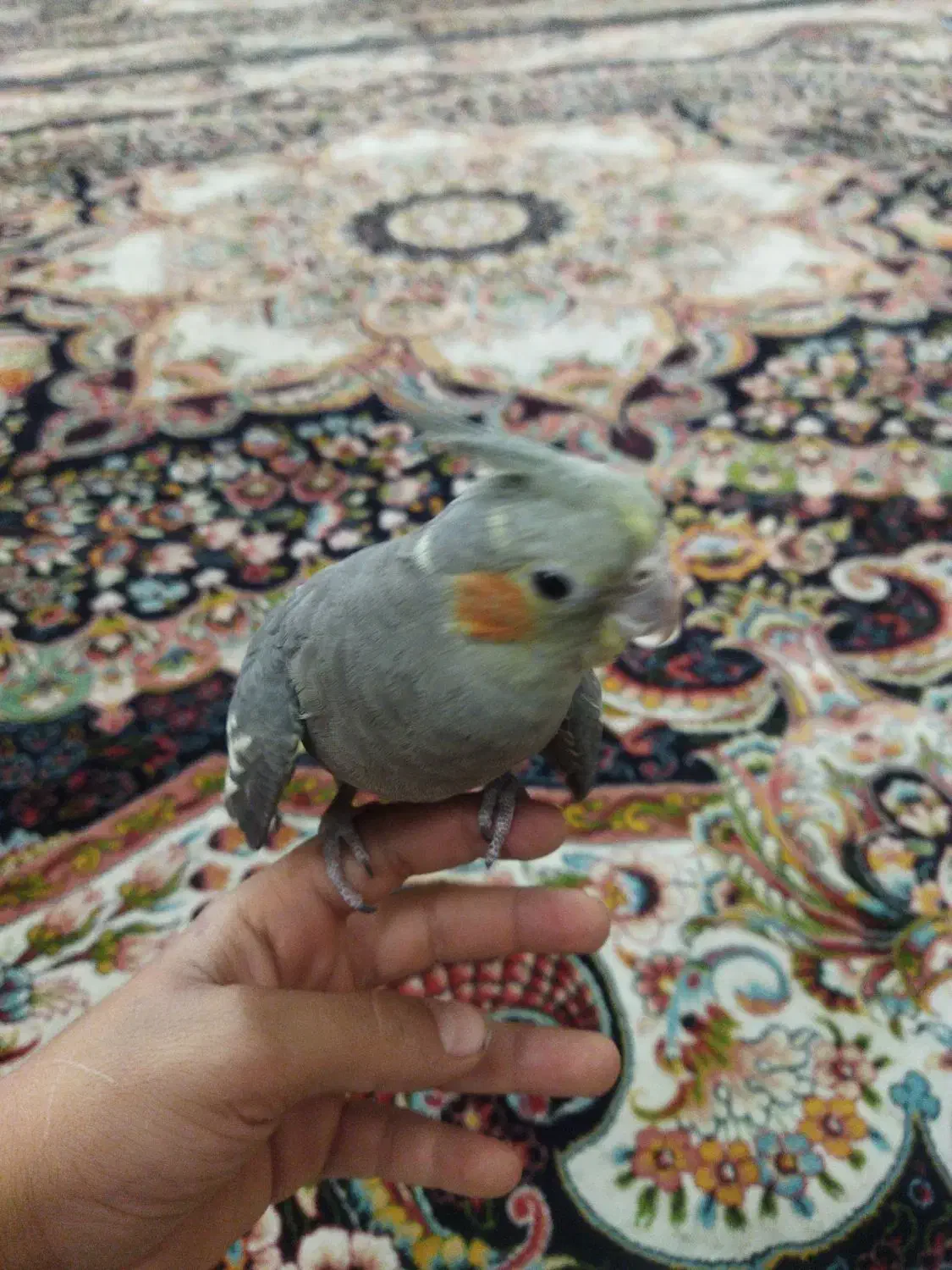 به خاطر جانداشتن در منزل|پرنده|نسیمشهر, |دیوار