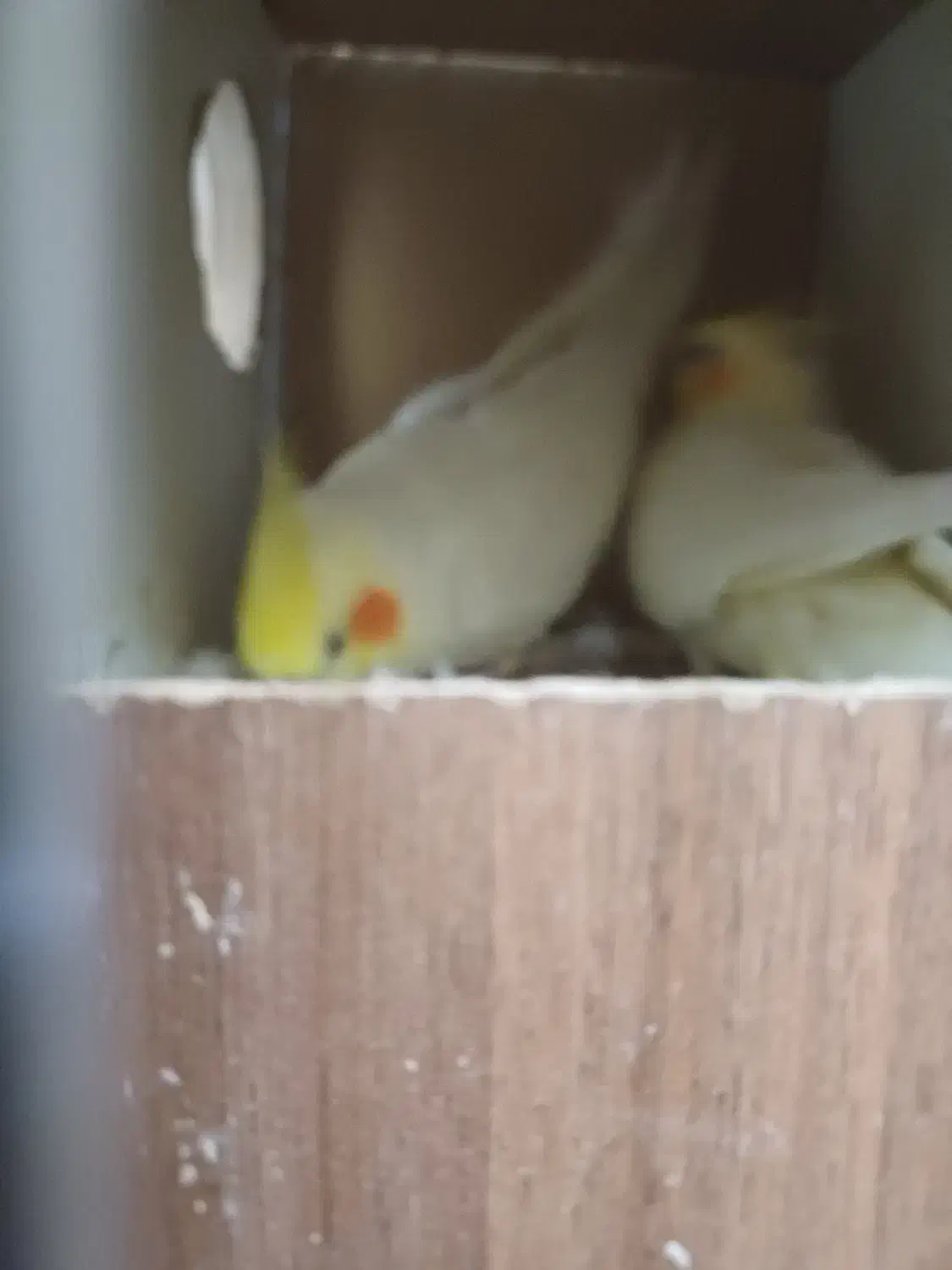 فروش عروس|پرنده|قم, در بهشت|دیوار