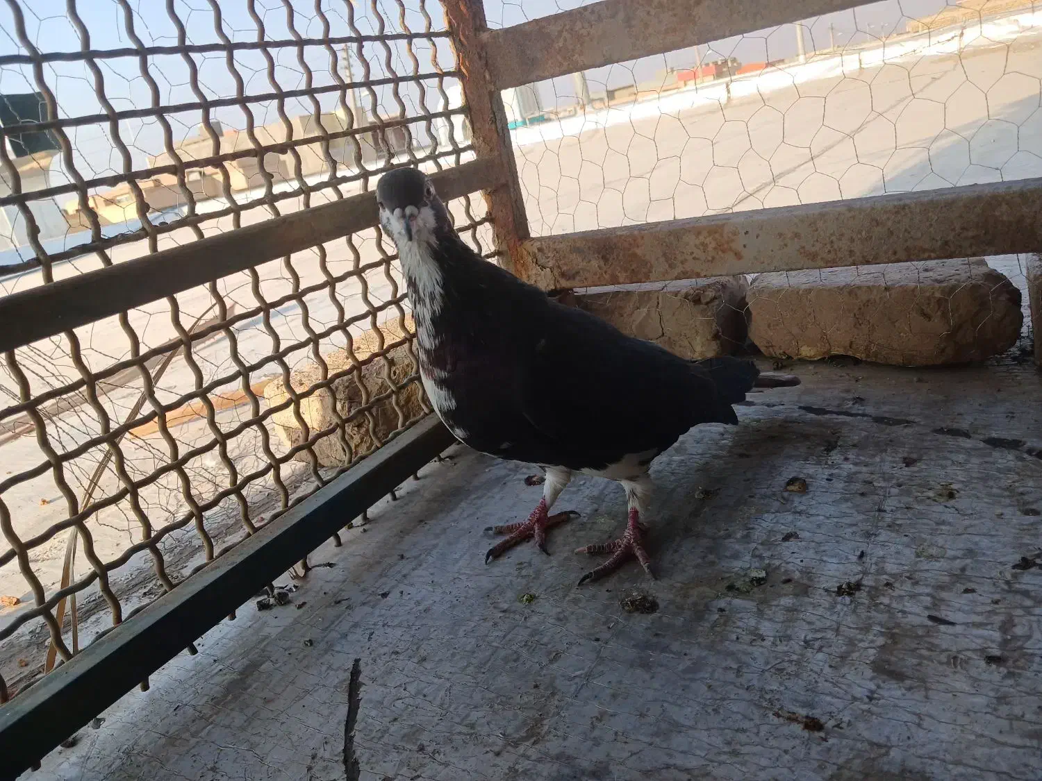 کبوتر|پرنده|رفسنجان, |دیوار