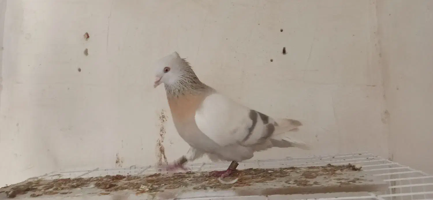 کبوتر|پرنده|مرودشت, ژیان|دیوار