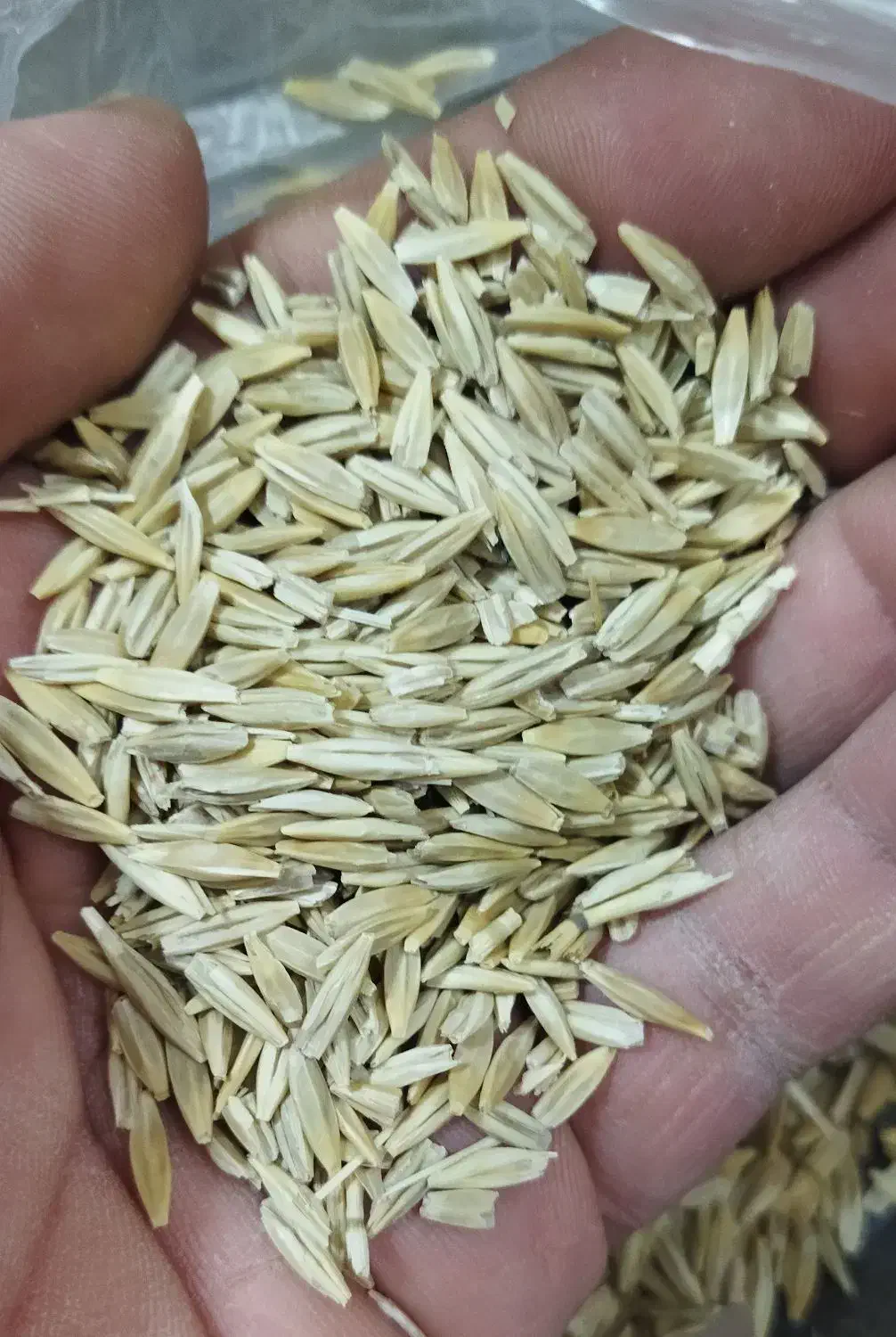 جو دیم|گل و گیاه طبیعی|بروجرد, |دیوار