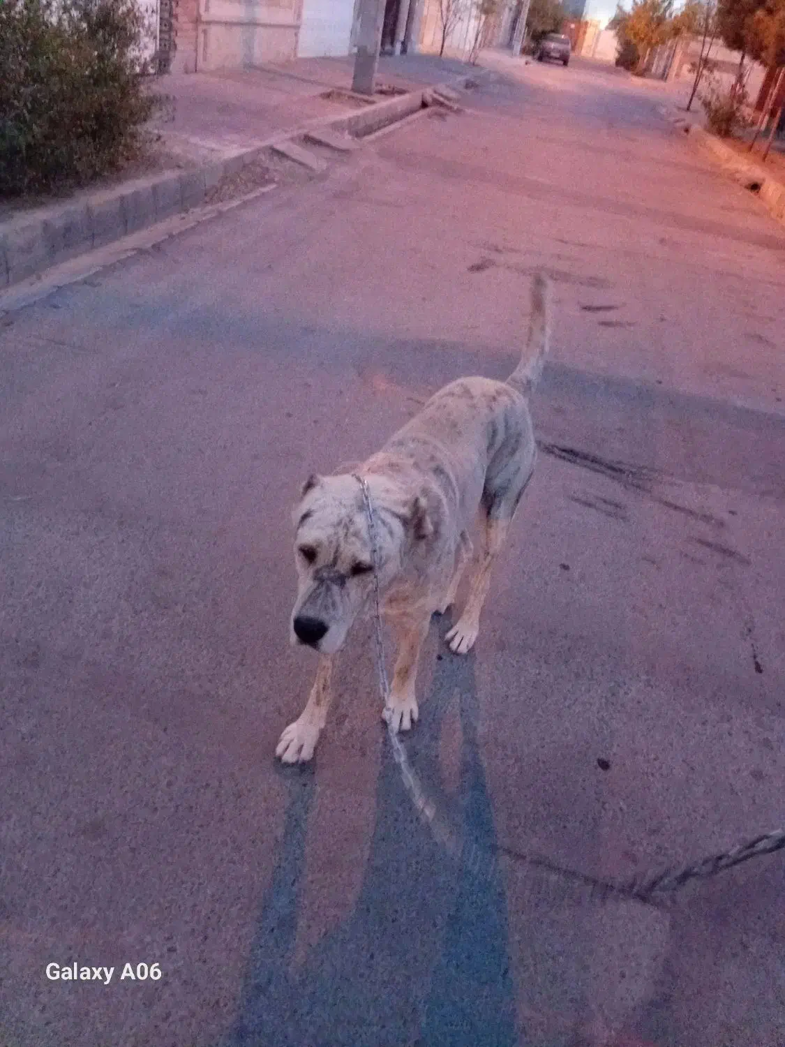 سگ گله ونگهبان|سگ|گلبهار, شهر جدید گلبهار|دیوار