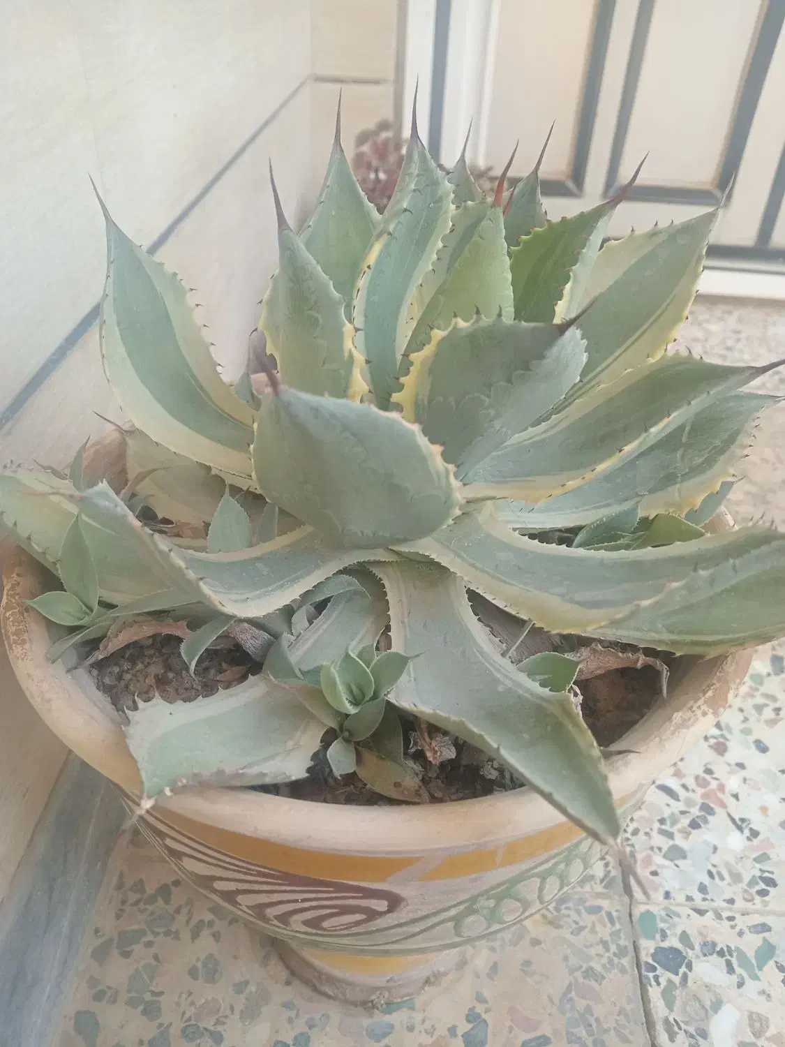 گل آگاو|گل و گیاه طبیعی|شهرکرد, |دیوار