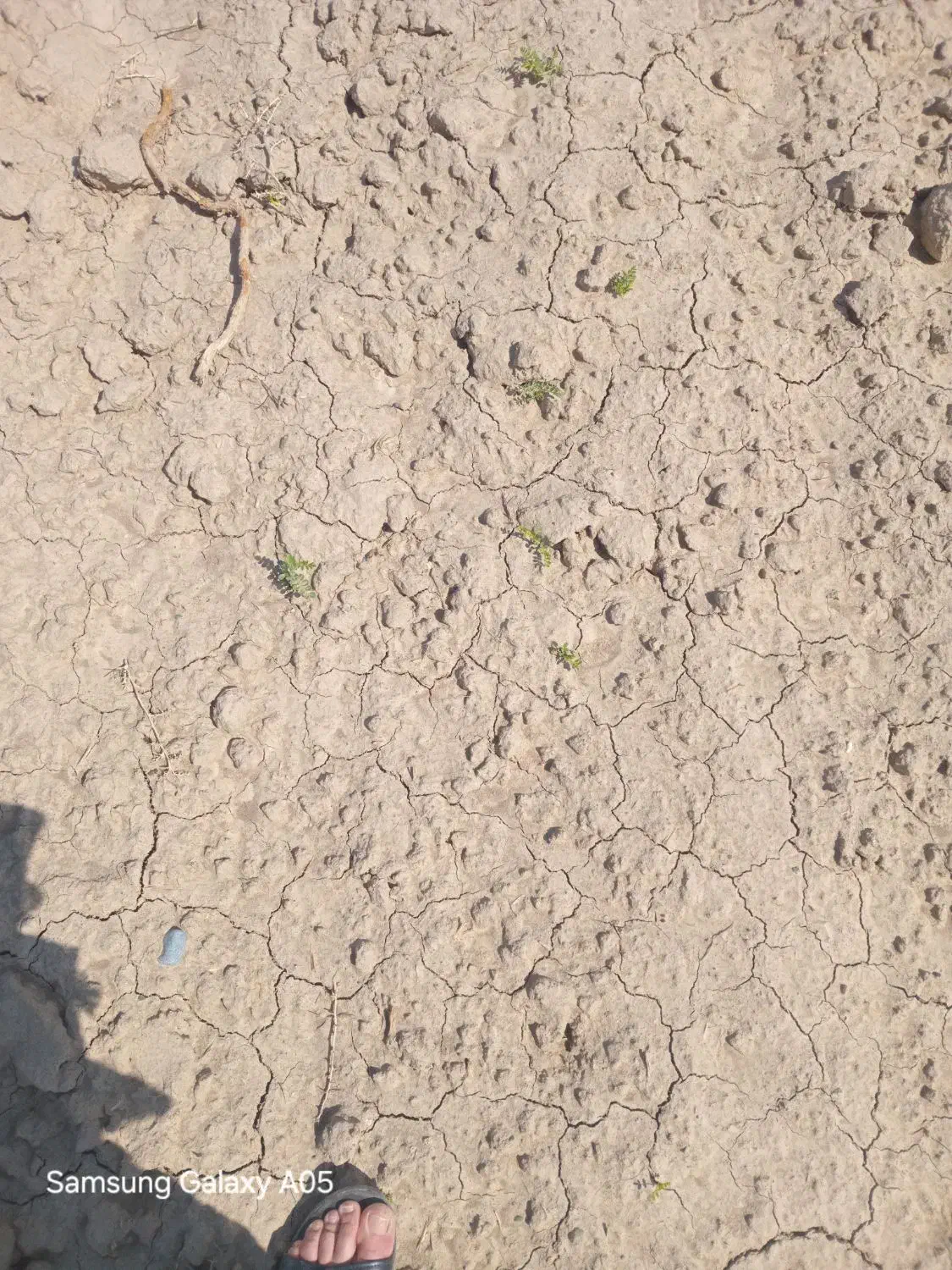 فروش زمین ۱۲۰ متری در باغسنگان|فروش زمین و ملک کلنگی|تربت جام, باغ سنگان سفلی|دیوار