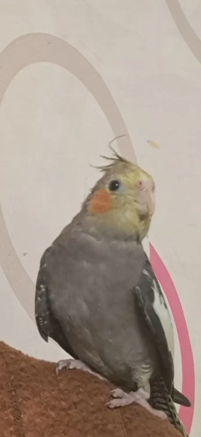 عروس هلندی|پرنده|تهران, هفده شهریور|دیوار