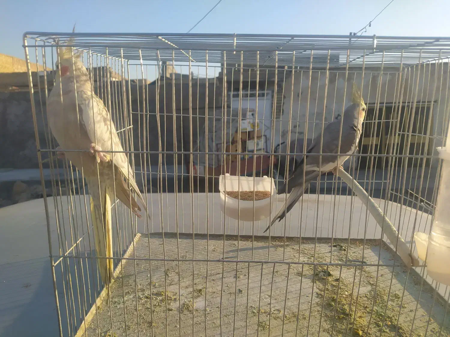 جفت عروس پاریس|پرنده|اهواز, کوی آغاجاری|دیوار