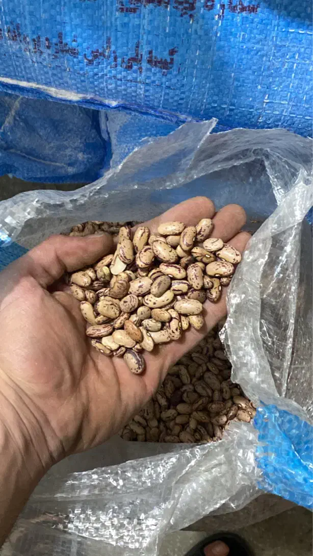 لوبیا چیتی خارجی(ازبکی)|خوردنی و آشامیدنی|شیراز, طلاب|دیوار