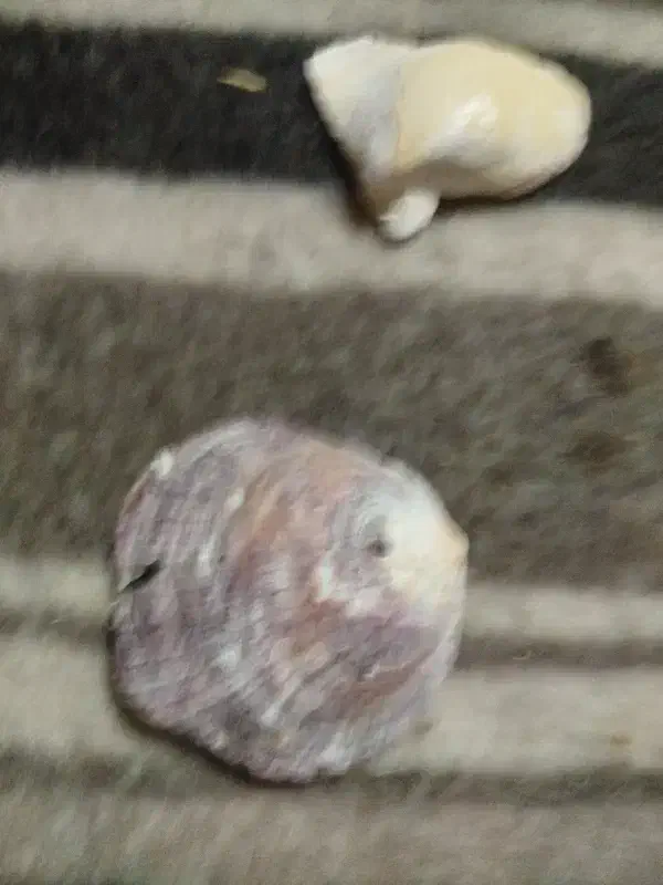 صدف زیبا از دریای کیش|کلکسیون اشیاء عتیقه|بافت, |دیوار