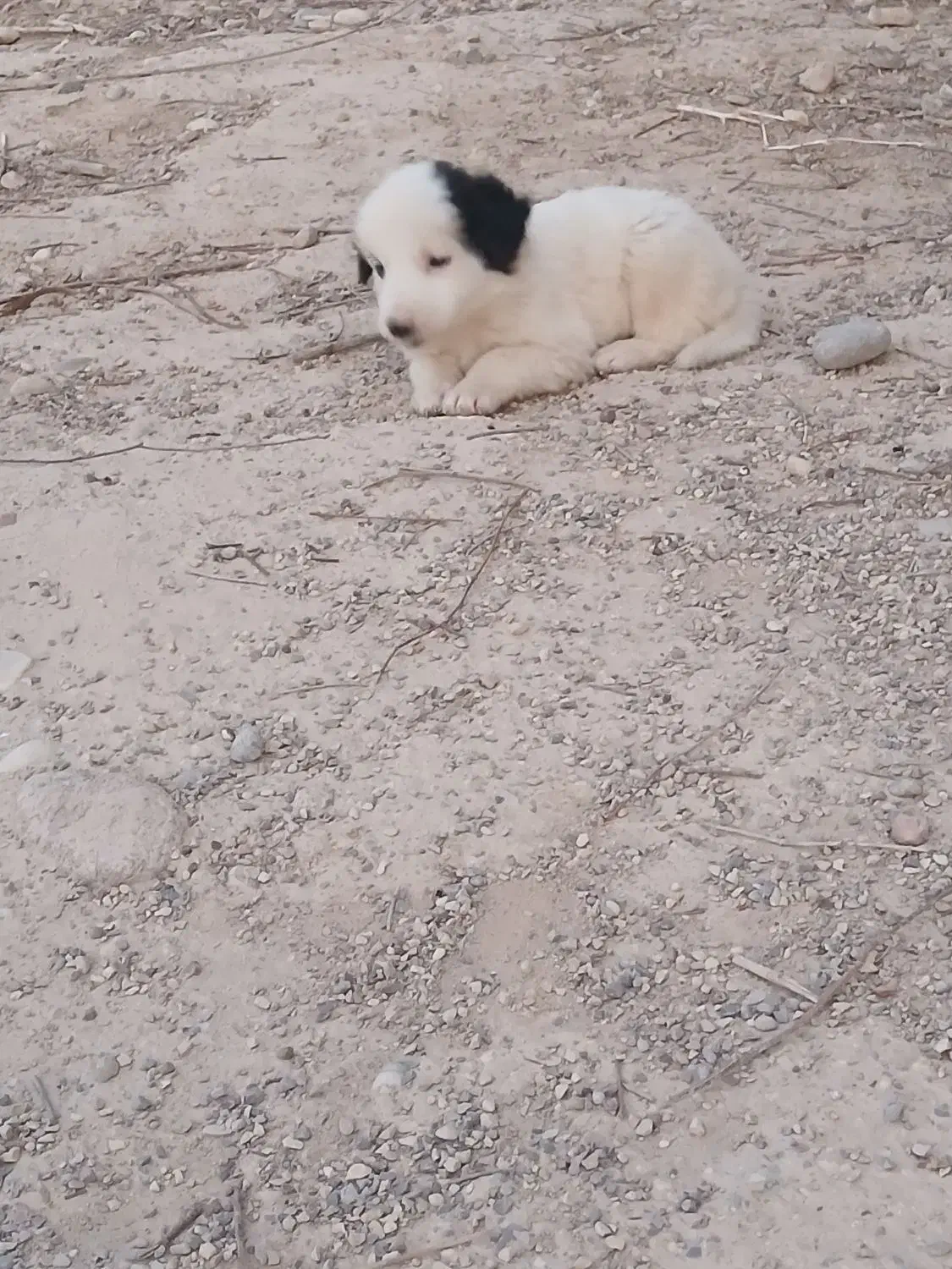 واگذاری سه عدد توله خوشگل س.گ|سگ|ایلام, |دیوار