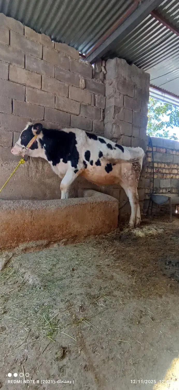 گوساله ماده هلشتاین|حیوانات مزرعه|سیوان, |دیوار