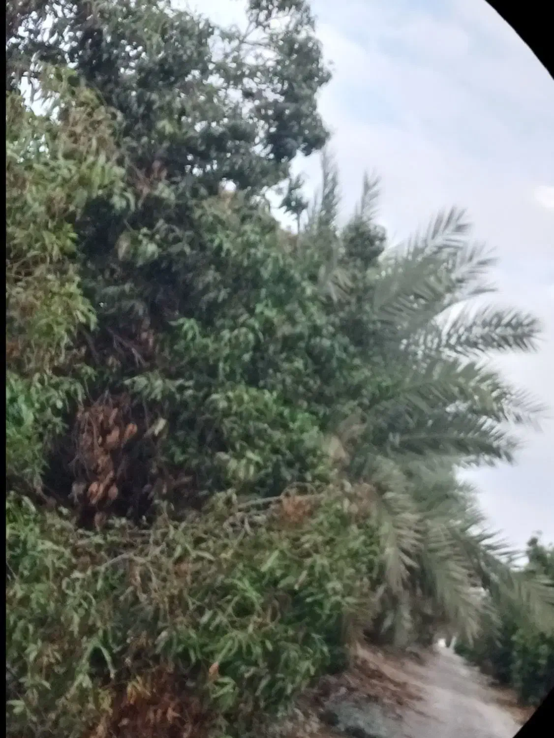 زمین کشاورزی رودان معاوضه در هکتارهای مختلف|فروش دفتر صنعتی، کشاورزی، تجاری|رودان, |دیوار