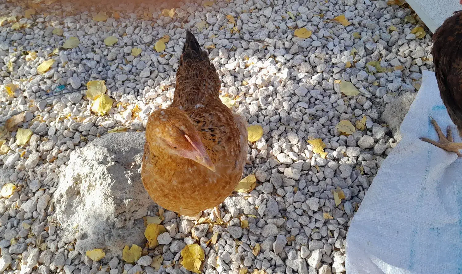 مرغ و خروس نیمچه|حیوانات مزرعه|قیدار, |دیوار