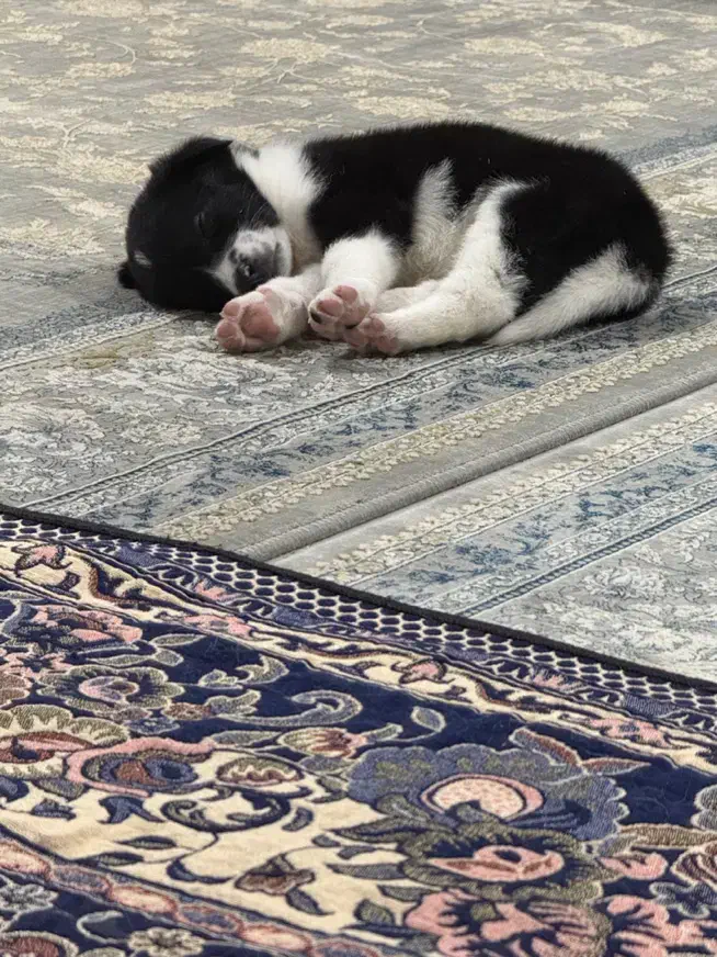 گمشده|حیوانات|مشهد, شترک|دیوار