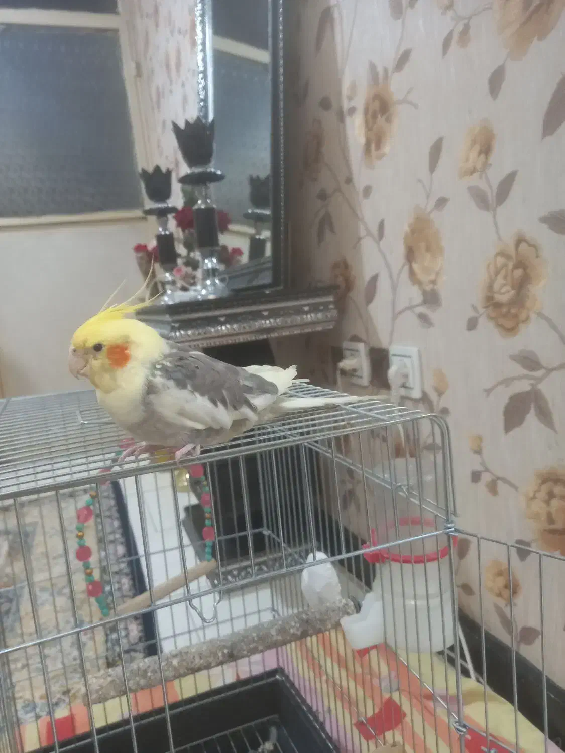 عروس هلندی|پرنده|فردیس, شهرک سپاه|دیوار