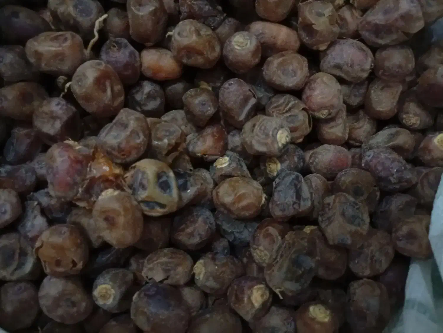 خرما برحی|خوردنی و آشامیدنی|اهواز, کوی مهدیس|دیوار