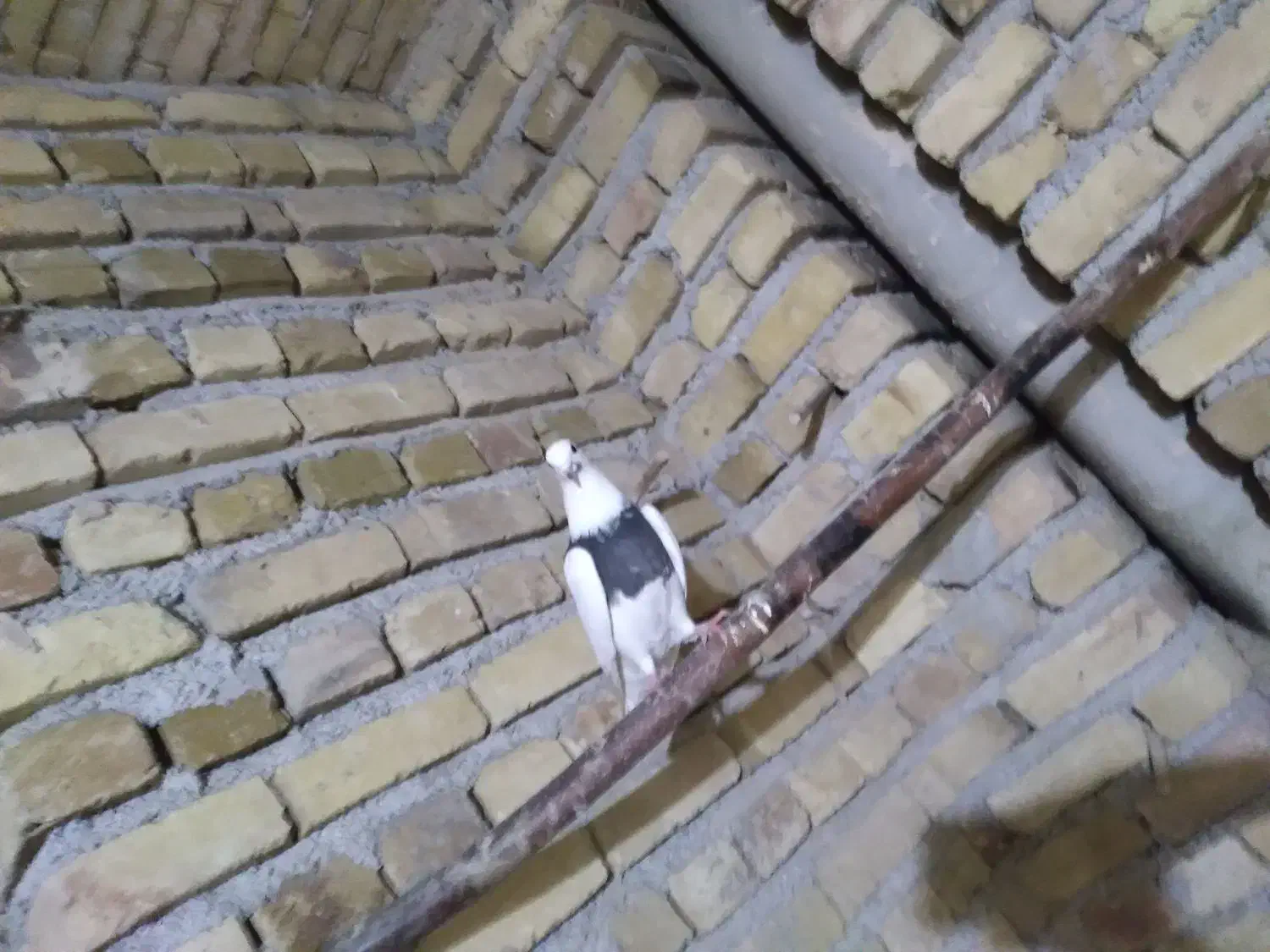 طوقی خرمایی کاکولی ماده|پرنده|رزن, |دیوار