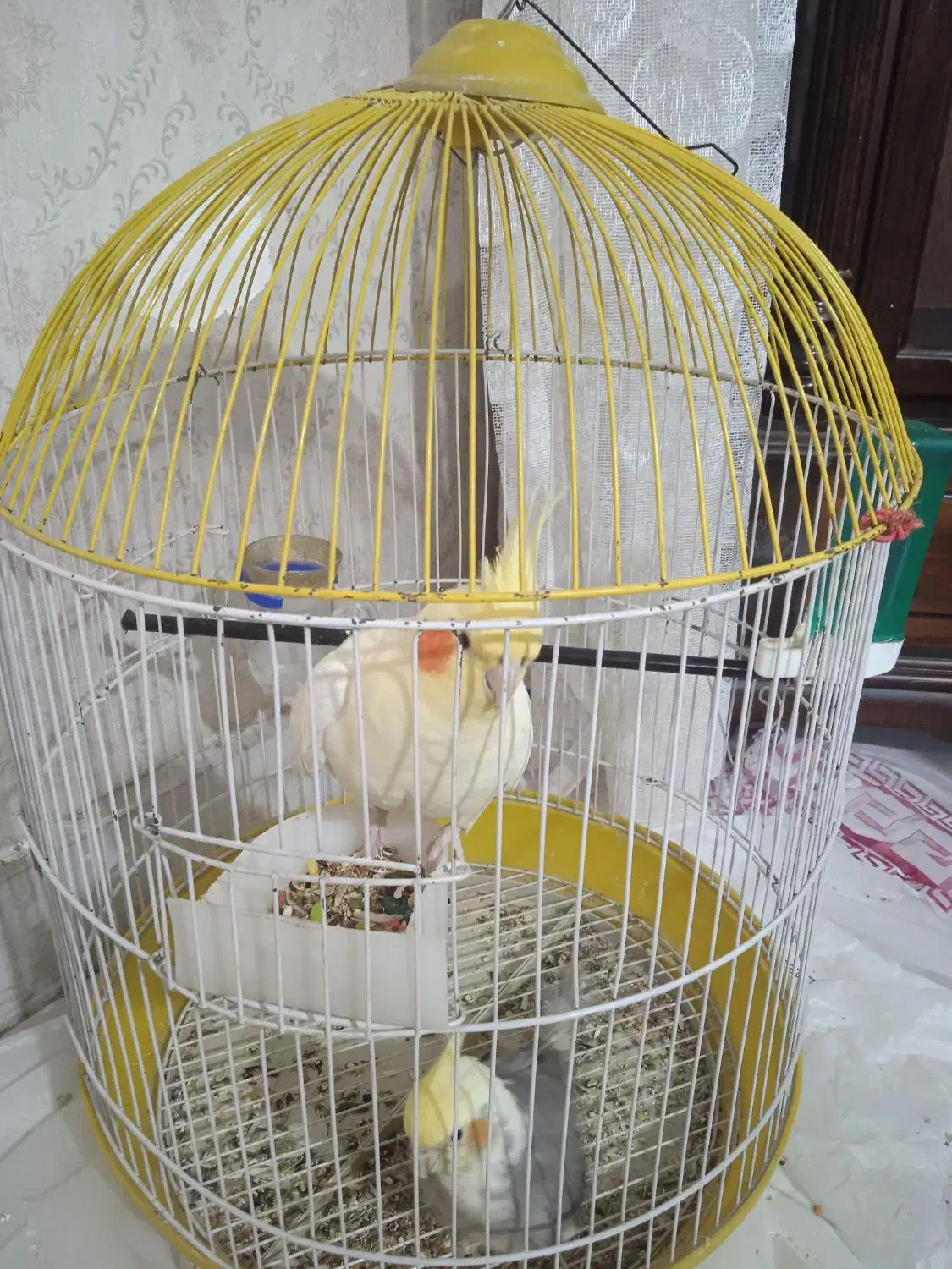 دو عدد عروس هلندی|پرنده|فردیس, شهرک ناز|دیوار