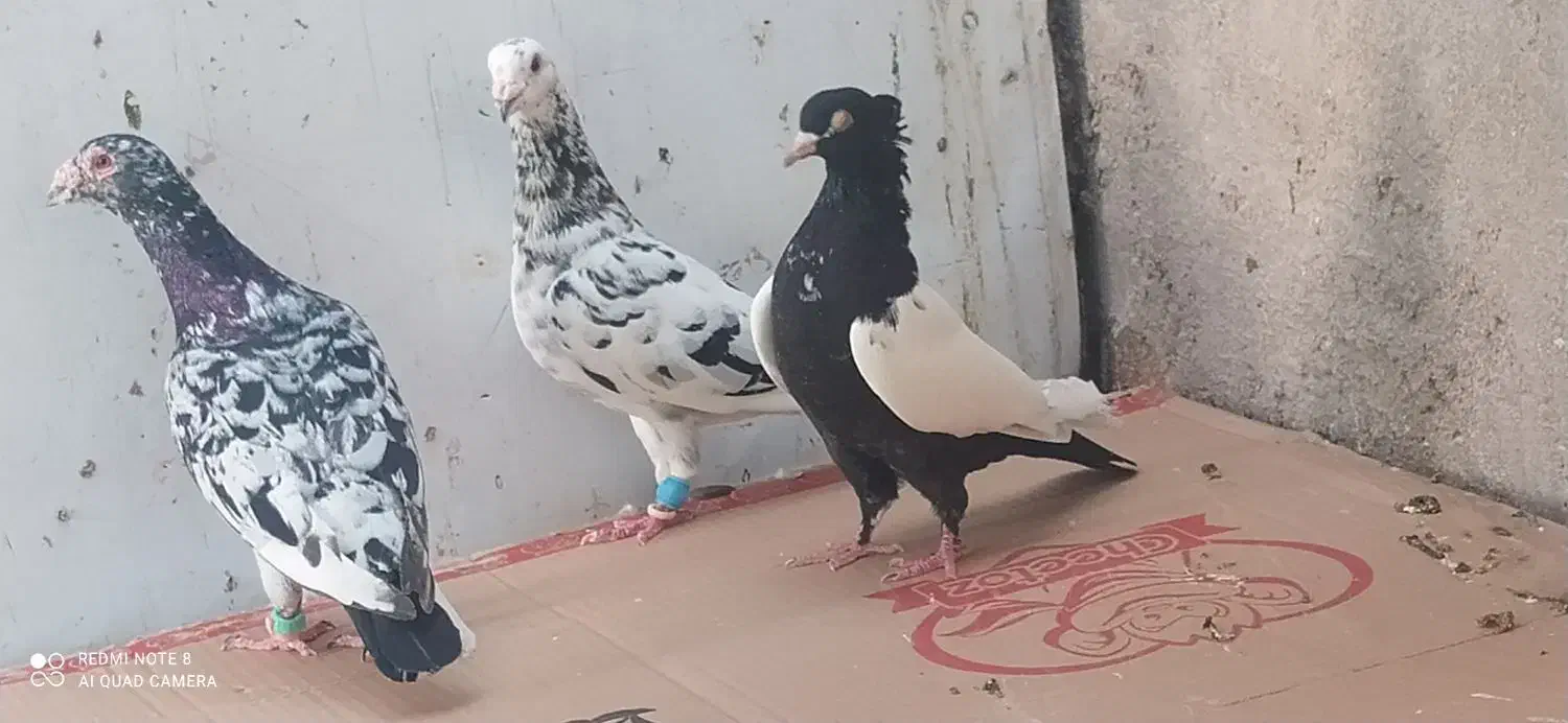 پرستویی ،سینه ای نوک سفید|پرنده|خورموج, |دیوار