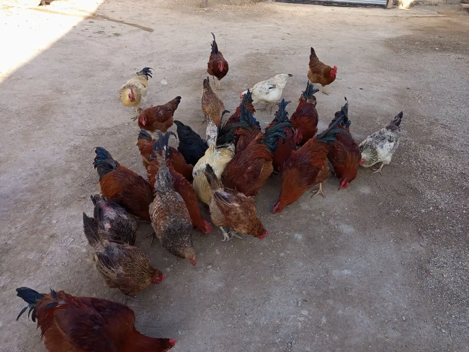 خروس محلی|حیوانات مزرعه|قره قوین, |دیوار