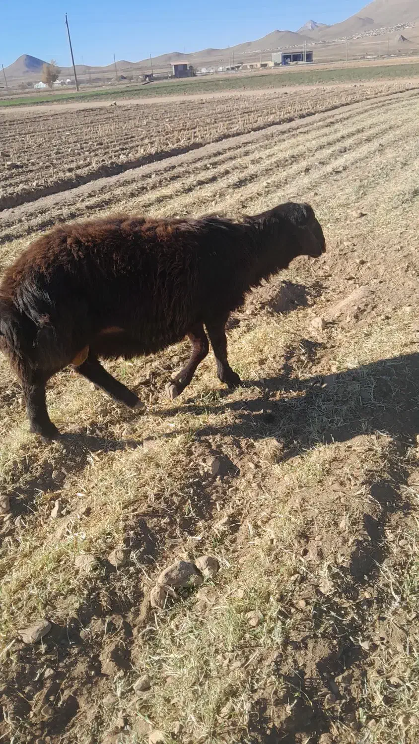 بره قوچ|حیوانات مزرعه|داران, |دیوار