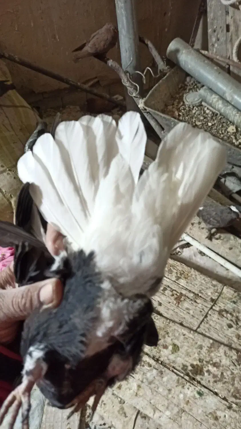 دم سفید|پرنده|شیراز, سلطان آباد|دیوار