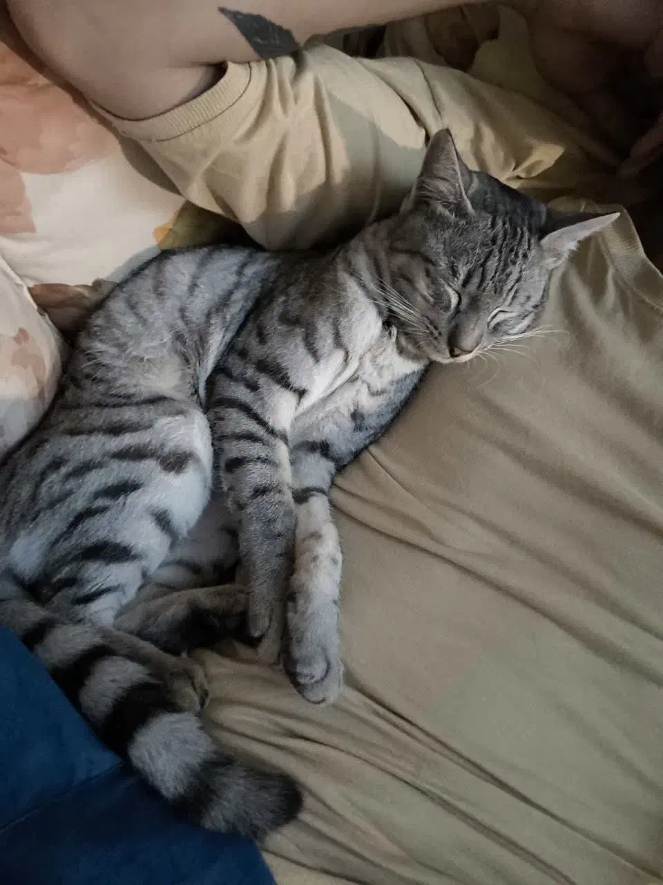 گربه گم شده خانگی|گربه|گرگان, |دیوار