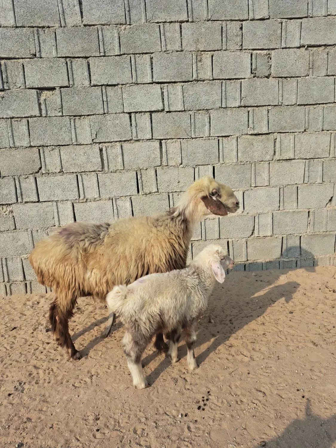 میش شکم دوم دوقلوزا  با بره نر|حیوانات مزرعه|آبپخش, |دیوار