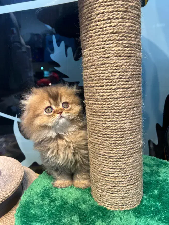 گربه خانگی|گربه|کرج, عظیمیه|دیوار