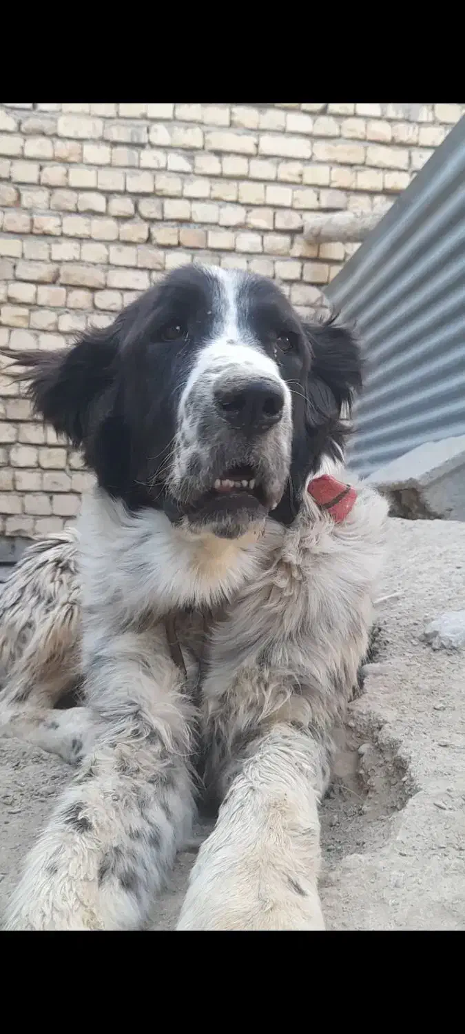 توله لاس یک سال نیمه|سگ|زنده رود, |دیوار