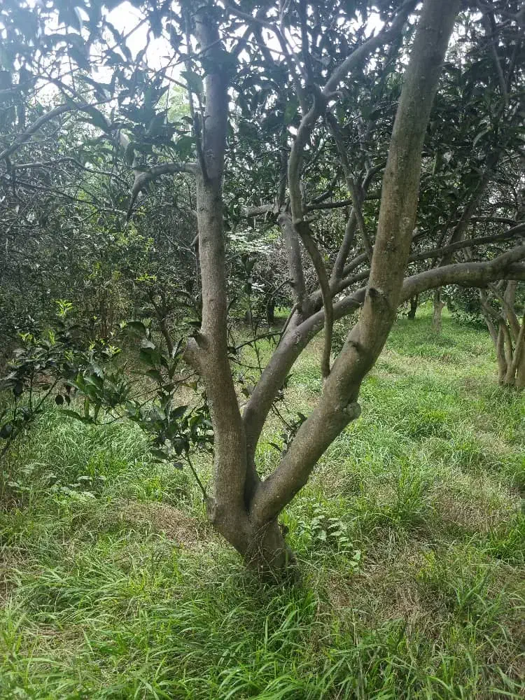 خریدو قطع چوب صنوبر و پرتغال و خرید ریشه مرکبات|خدمات باغبانی و درختکاری|قائم‌شهر, |دیوار