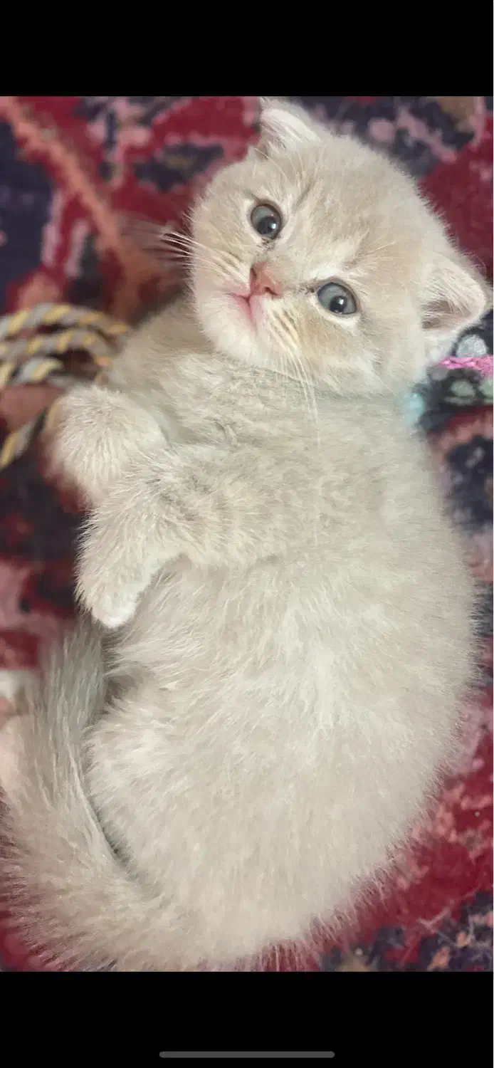 گربه اسکاتیش|گربه|مشهد, هنرستان|دیوار