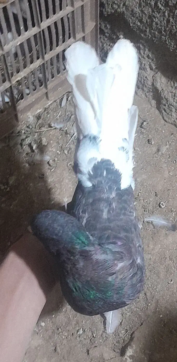 دمسفید خرمایی|پرنده|هلالی, |دیوار