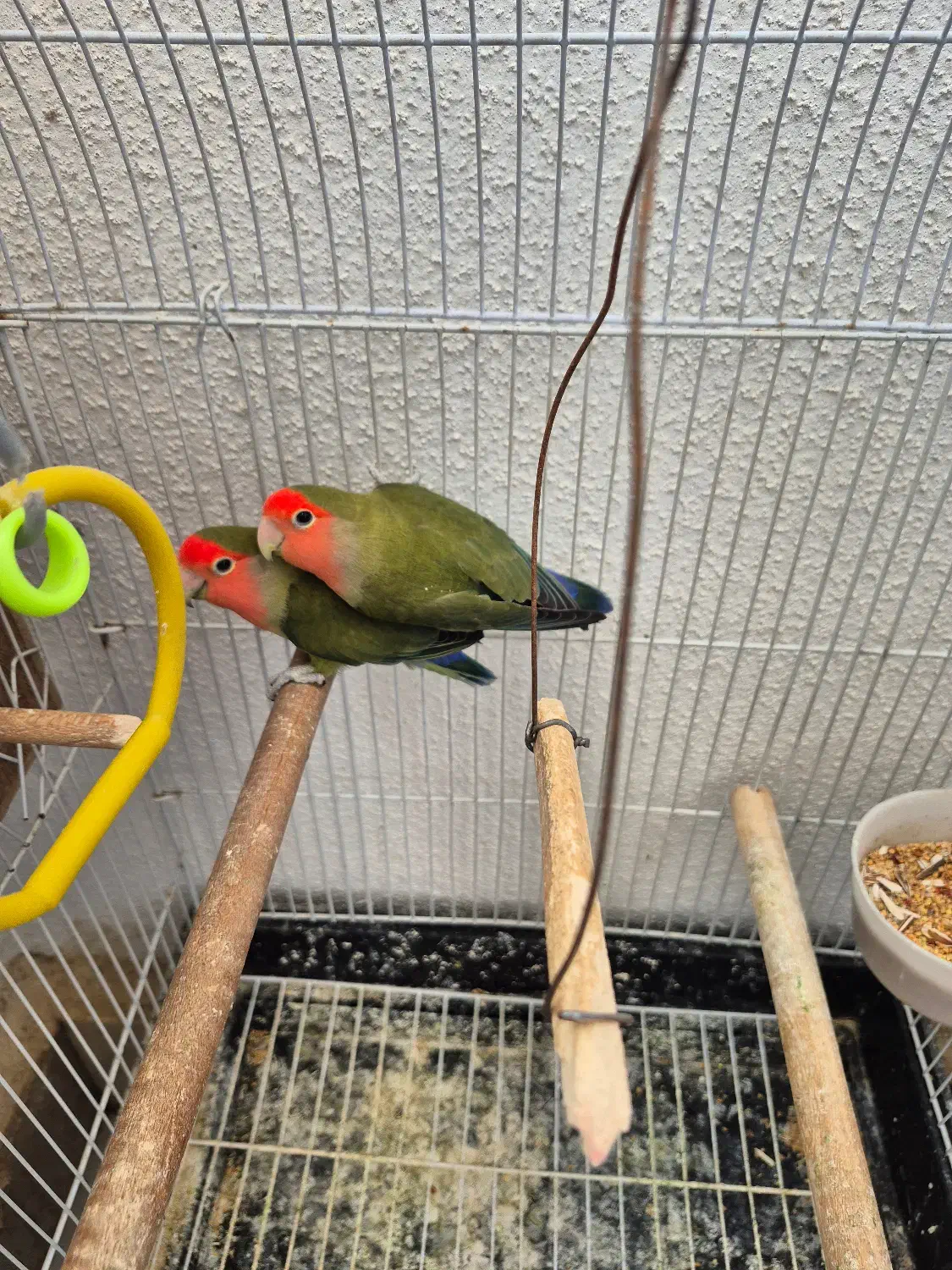 کوتوله برزیلی|پرنده|صدرا-فارس, فاز ۱|دیوار