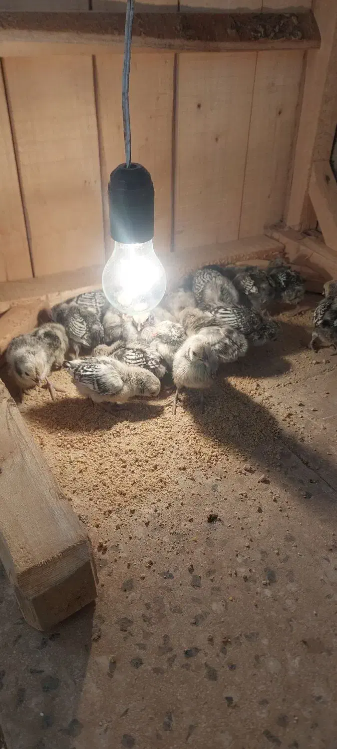 جوجه سبرایت|حیوانات مزرعه|کاشان, شهرک انقلاب|دیوار