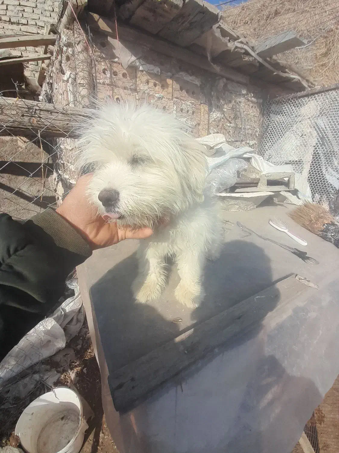 سگ عروسکی|سگ|سلماس, |دیوار