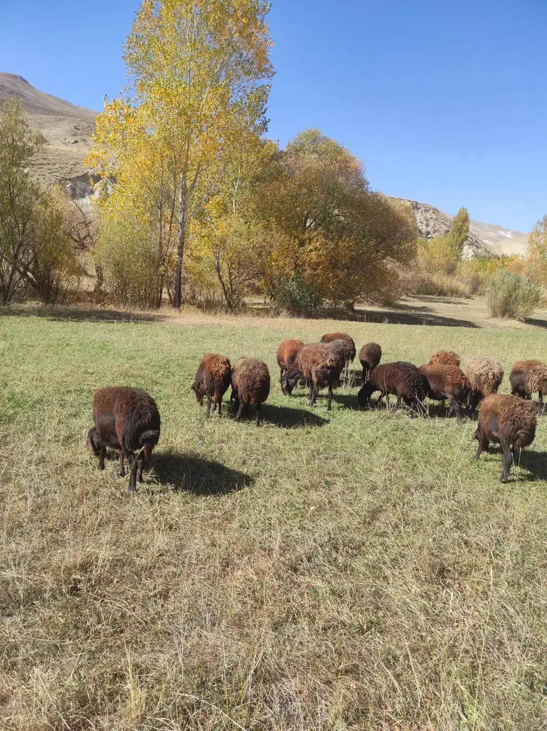 تعدادی۲۲راس‌میش‌جوان‌‌،جفتی۳۹ملیون|حیوانات مزرعه|انگوران, |دیوار