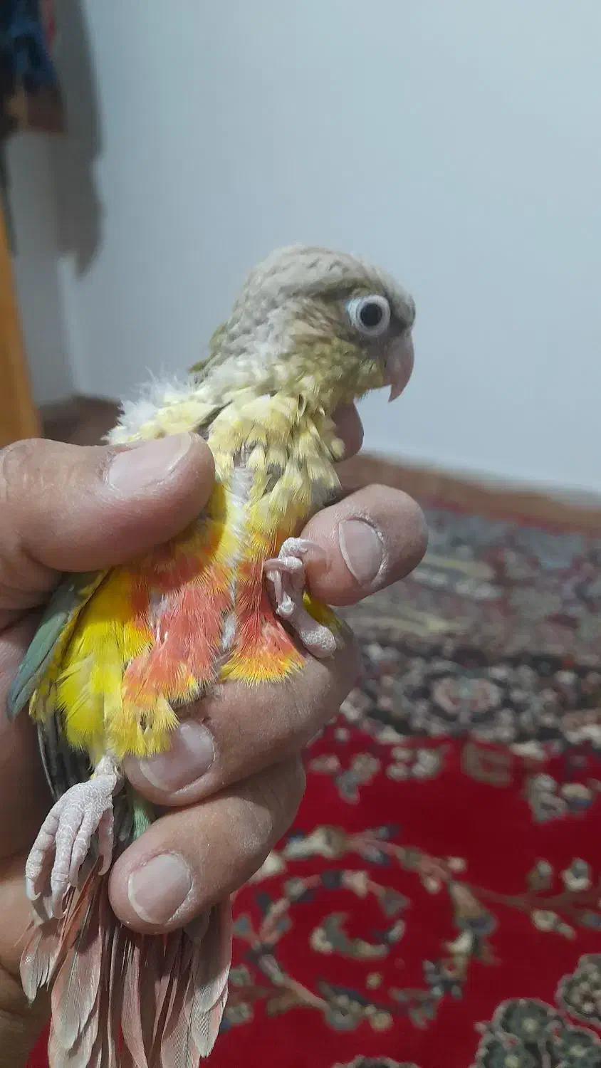 طوطی گرینچیک سرلاکی|پرنده|کرمان, |دیوار