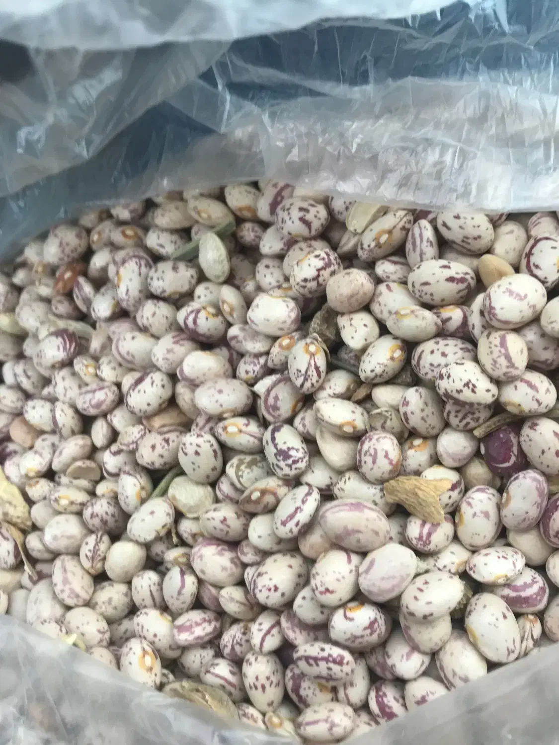 فروش لوبیا چیتی|عمده‌فروشی|شیراز, آزادی|دیوار