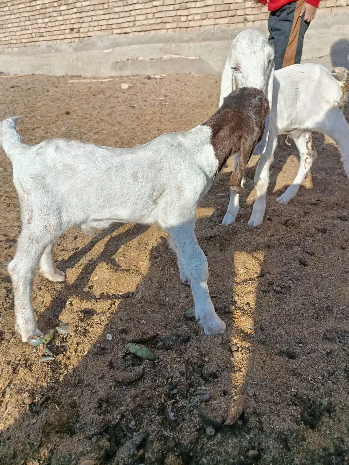 بزغاله نر و ماده|حیوانات مزرعه|سبزوار, قصبه شرقی|دیوار